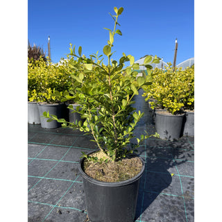 Buxus Microphylla Japonica [Japanese Box] 200Mm Pot.5L Plants