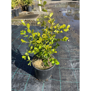 Buxus Microphylla Japonica [Japanese Box] 200Mm Pot.5L Plants