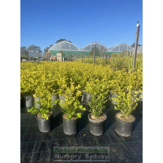Buxus Microphylla Japonica [Japanese Box] 200Mm Pot.5L Plants