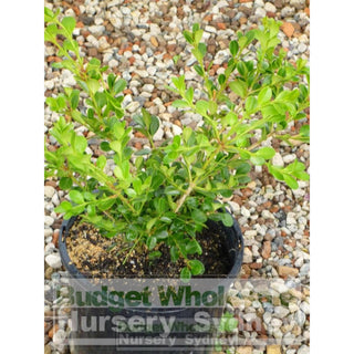 Buxus Microphylla Japonica [Japanese Box] 200Mm Pot. Plants
