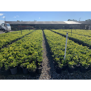 Buxus Microphylla Japonica [Japanese Box] 200Mm Pot.5L Plants