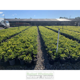 Buxus Microphylla Japonica [Japanese Box] 200Mm Pot.5L Plants