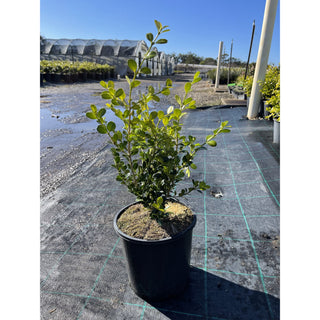 Buxus Microphylla Japonica [Japanese Box] 200Mm Pot.5L Plants
