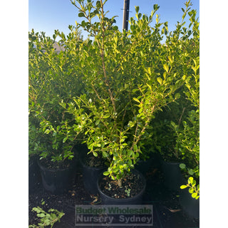 Buxus Microphylla Japonica [Japanese Box] 200Mm Pot.5L Plants