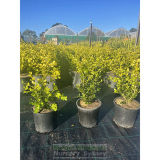 Buxus Microphylla Japonica [Japanese Box] 200Mm Pot.5L Plants