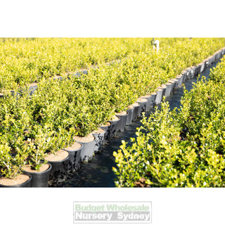 Buxus Microphylla Japonica [Japanese Box] 200Mm Pot.5L Plants