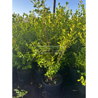 Buxus Microphylla Japonica [Japanese Box] 200Mm Pot.5L Plants