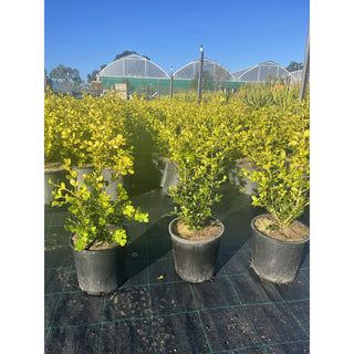 Buxus Microphylla Japonica [Japanese Box] 200Mm Pot.5L Plants