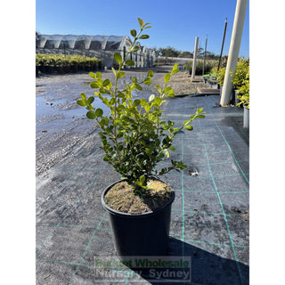 Buxus Microphylla Japonica [Japanese Box] 200Mm Pot.5L Plants