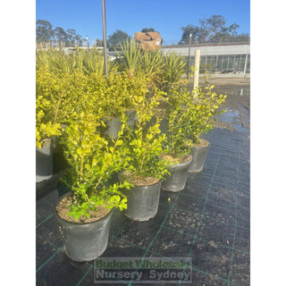 Buxus Microphylla Japonica [Japanese Box] 200Mm Pot.5L Plants