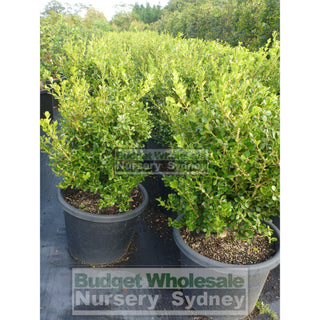 Buxus Microphylla Japonica [Japanese Box] Extra Large 400Mm Pot. Box Hedge. Plants