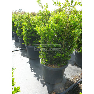 Buxus Microphylla Japonica [Japanese Box] Extra Large 400Mm Pot. Box Hedge. Plants
