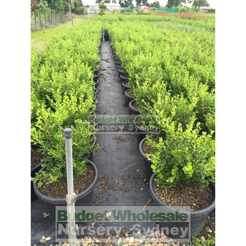 Buxus Microphylla Japonica [Japanese Box] Extra Large 400Mm Pot. Box Hedge. Plants
