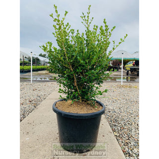 Buxus Microphylla Japonica [Japanese Box] Extra Large 400Mm Pot. Box Hedge. Plants
