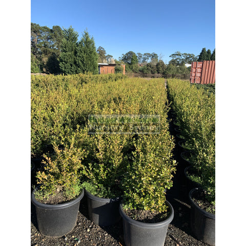 Buxus Microphylla Japonica [Japanese Box] Extra Large 400Mm Pot. Box Hedge. Plants