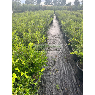 Buxus Microphylla Japonica [Japanese Box] Extra Large 400Mm Pot. Box Hedge. Plants