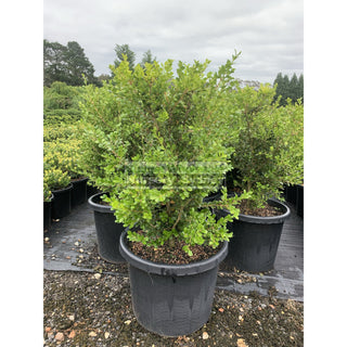 Buxus Microphylla Japonica [Japanese Box] Extra Large 400Mm Pot. Box Hedge. Plants