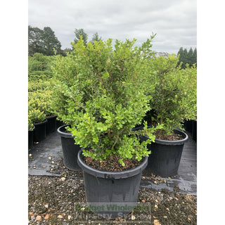 Buxus Microphylla Japonica [Japanese Box] Extra Large 400Mm Pot. Box Hedge. Plants