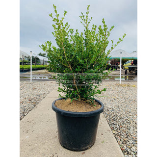 Buxus Microphylla Japonica [Japanese Box] Extra Large 400Mm Pot. Box Hedge. Plants