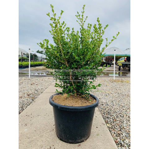 Buxus Microphylla Japonica [Japanese Box] Extra Large 400mm Pot. Box Hedge.