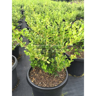 Buxus Microphylla Japonica [Japanese Box] Large 300Mm Pot. Sale Box Hedge. Plants