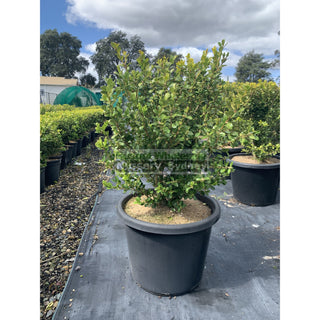 Buxus Microphylla Japonica [Japanese Box] Large 300Mm Pot. Sale Box Hedge. Plants