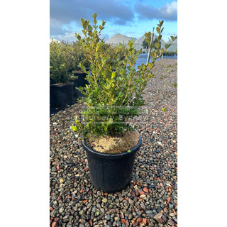 Buxus Microphylla Japonica [Japanese Box] Large 300Mm Pot. Sale Box Hedge. Plants