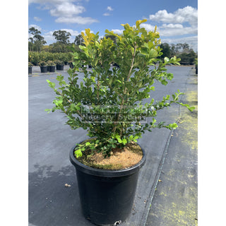 Buxus Microphylla Japonica [Japanese Box] Large 300Mm Pot. Sale Box Hedge. Plants