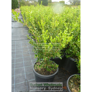Buxus Microphylla Japonica [Japanese Box] Large 300Mm Pot. Sale Box Hedge. Plants