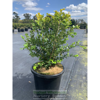 Buxus Microphylla Japonica [Japanese Box] Large 300Mm Pot. Sale Box Hedge. Plants