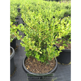 Buxus Microphylla Japonica [Japanese Box] Large 300Mm Pot. Sale Box Hedge. Plants