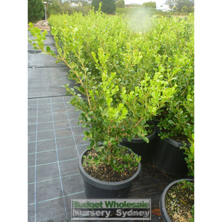 Buxus Microphylla Japonica [Japanese Box] Large 300Mm Pot. Sale Box Hedge. Plants