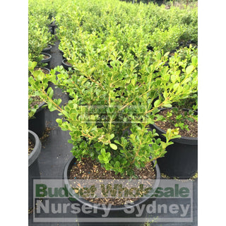 Buxus Microphylla Japonica [Japanese Box] Medium 250Mm Pot. Sale Box Hedge. Plants