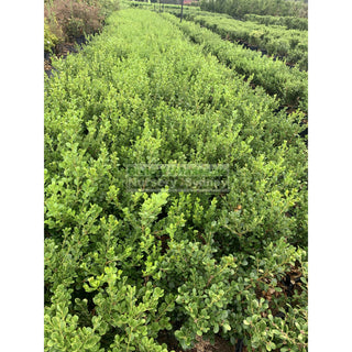 Buxus Microphylla Japonica [Japanese Box] Medium 250Mm Pot. Sale Box Hedge. Plants