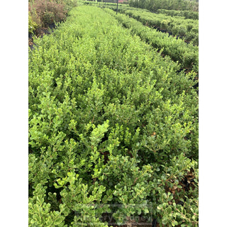 Buxus Microphylla Japonica [Japanese Box] Medium 250Mm Pot. Sale Box Hedge. Plants