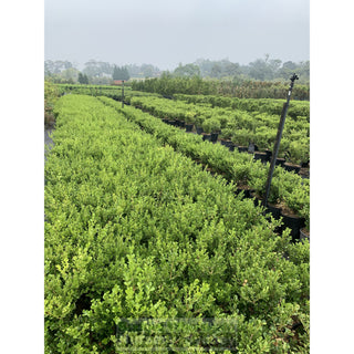 Buxus Microphylla Japonica [Japanese Box] Medium 250Mm Pot. Sale Box Hedge. Plants