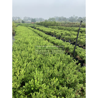 Buxus Microphylla Japonica [Japanese Box] Medium 250Mm Pot. Sale Box Hedge. Plants