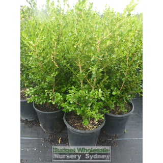 Buxus Microphylla Japonica [Japanese Box] Medium 250Mm Pot. Sale Box Hedge. Plants