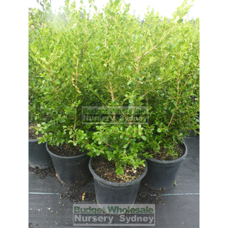Buxus Microphylla Japonica [Japanese Box] Medium 250Mm Pot. Sale Box Hedge. Plants