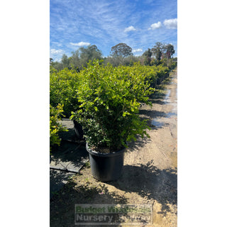 Buxus Microphylla Japonica [Japanese Box] Xxlarge 500Mm Pot. Box Hedge. 75L Plants