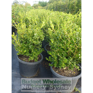 Buxus Microphylla Japonica [Japanese Box] Xxlarge 500Mm Pot. Box Hedge. 75L Plants
