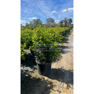 Buxus Microphylla Japonica [Japanese Box] Xxlarge 500Mm Pot. Box Hedge. 75L Plants