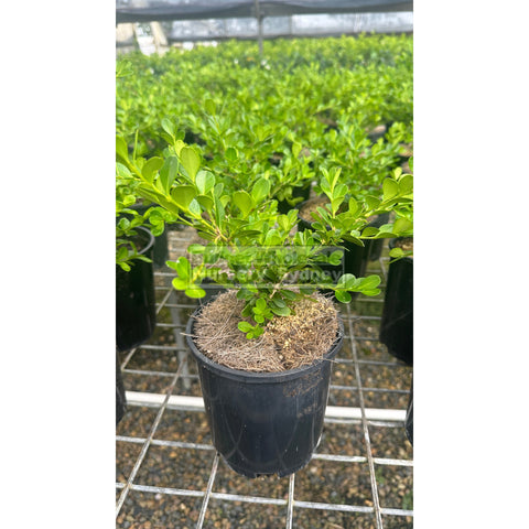 Buxus Microphylla Japonica Small [Japanese Box] 140Mm Pot. Plants