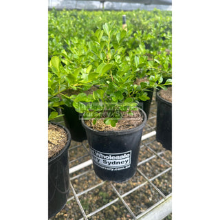 Buxus Microphylla Japonica Small [Japanese Box] 140Mm Pot. Plants