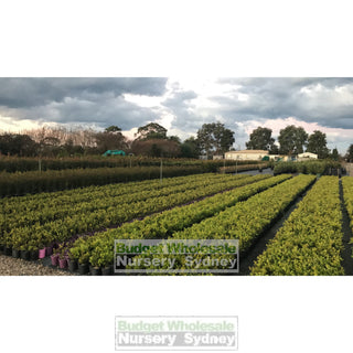 Buxus Microphylla Japonica Small [Japanese Box] 140Mm Pot. Plants