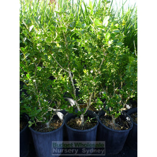 Buxus Microphylla Japonica Small [Japanese Box] 140Mm Pot. Plants