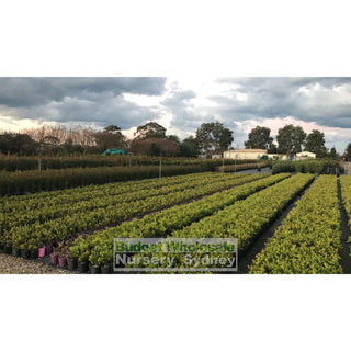 Buxus Microphylla Japonica Small [Japanese Box] 140Mm Pot. Plants