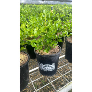 Buxus Microphylla Japonica Small [Japanese Box] 140Mm Pot. Plants