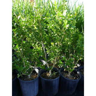Buxus Microphylla Japonica Small [Japanese Box] 140Mm Pot. Plants