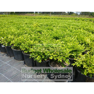 Buxus Microphylla X [Korean Box] 140Mm Pot Plants